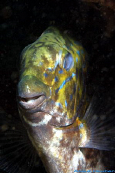 Gold-saddle rabbitfish, Siganus guttatus. Picture taken o... by Anouk Houben 